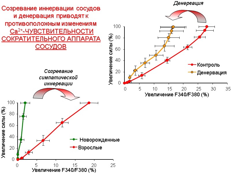 Созревание симпатической иннервации Созревание иннервации сосудов и денервация приводят к противоположным изменениям  